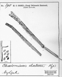 Chaetomium elatum image